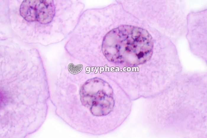 Cellules d'oeuf de Poisson - Mitose Interphase - cellules-filles x600 - gryphea.org